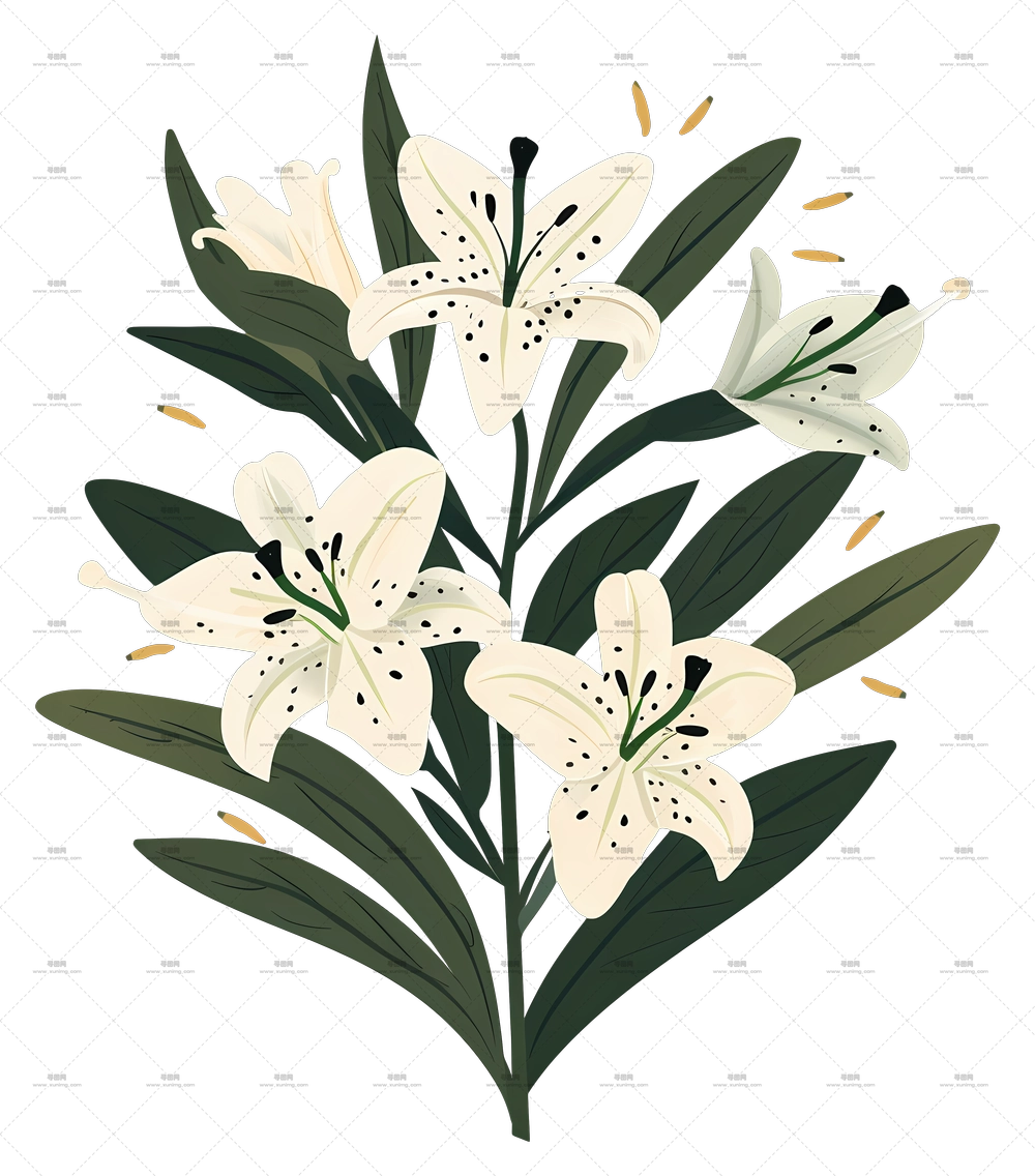 莉莉花束 – 优雅的白百合PNG免抠图预览图 莉莉花束 – 优雅的白百合PNG免抠图预览图