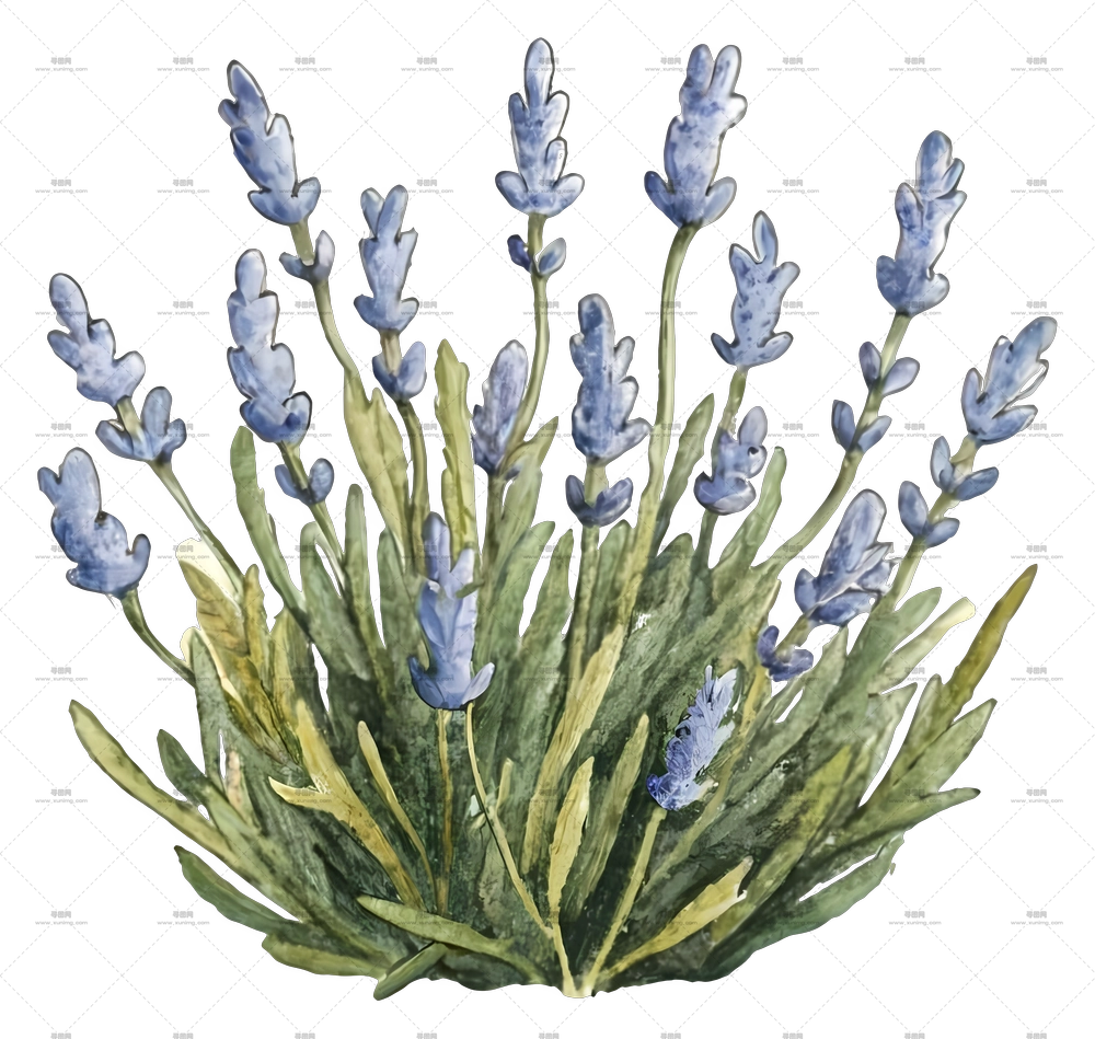 薰衣草花束 – 美丽薰衣草植物插画PNG免抠图预览图