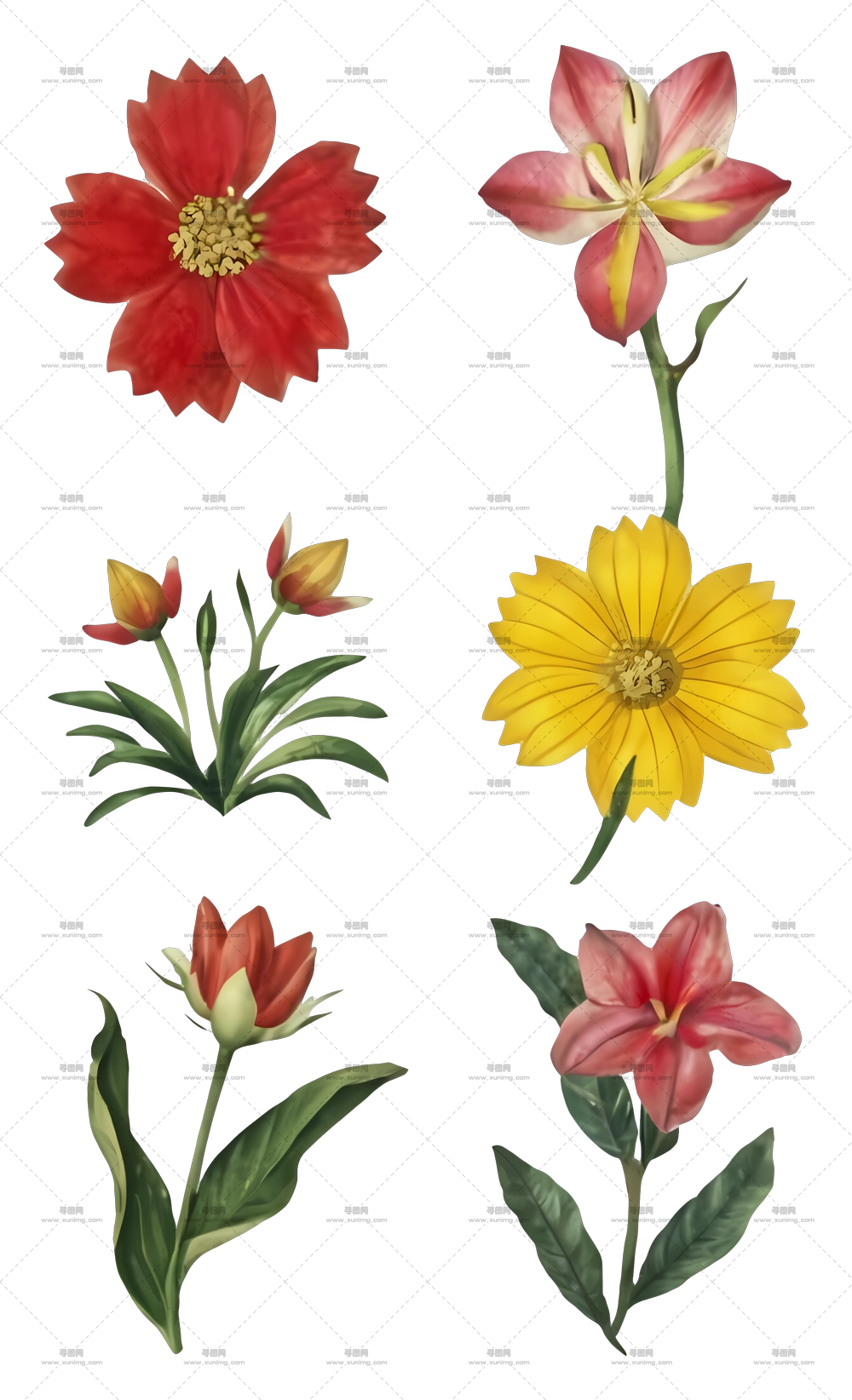 美丽多彩的花朵PNG免抠图预览图