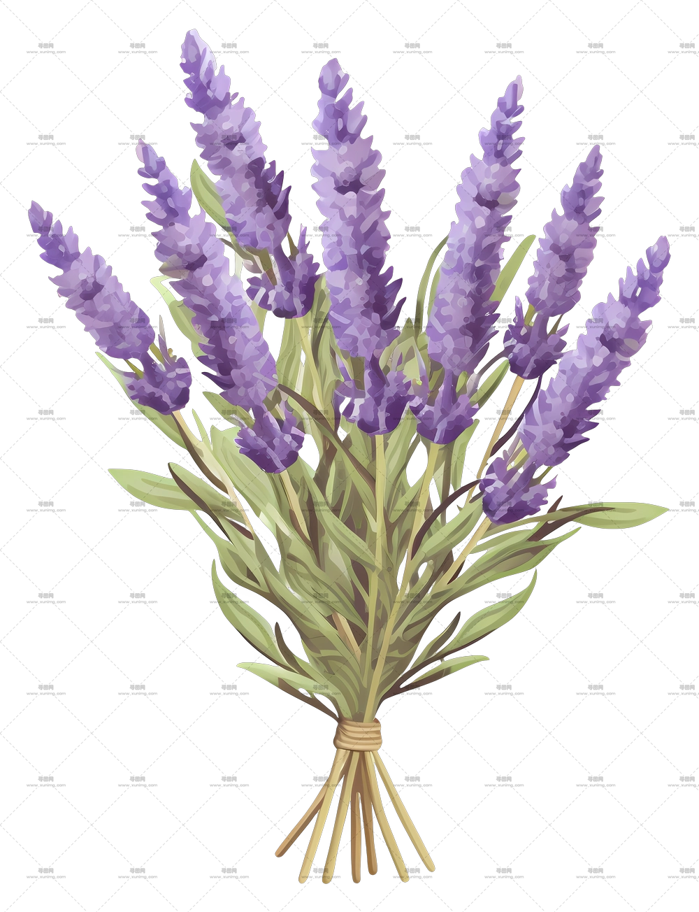 薰衣草花束 – 美丽的薰衣草花束PNG免抠图预览图