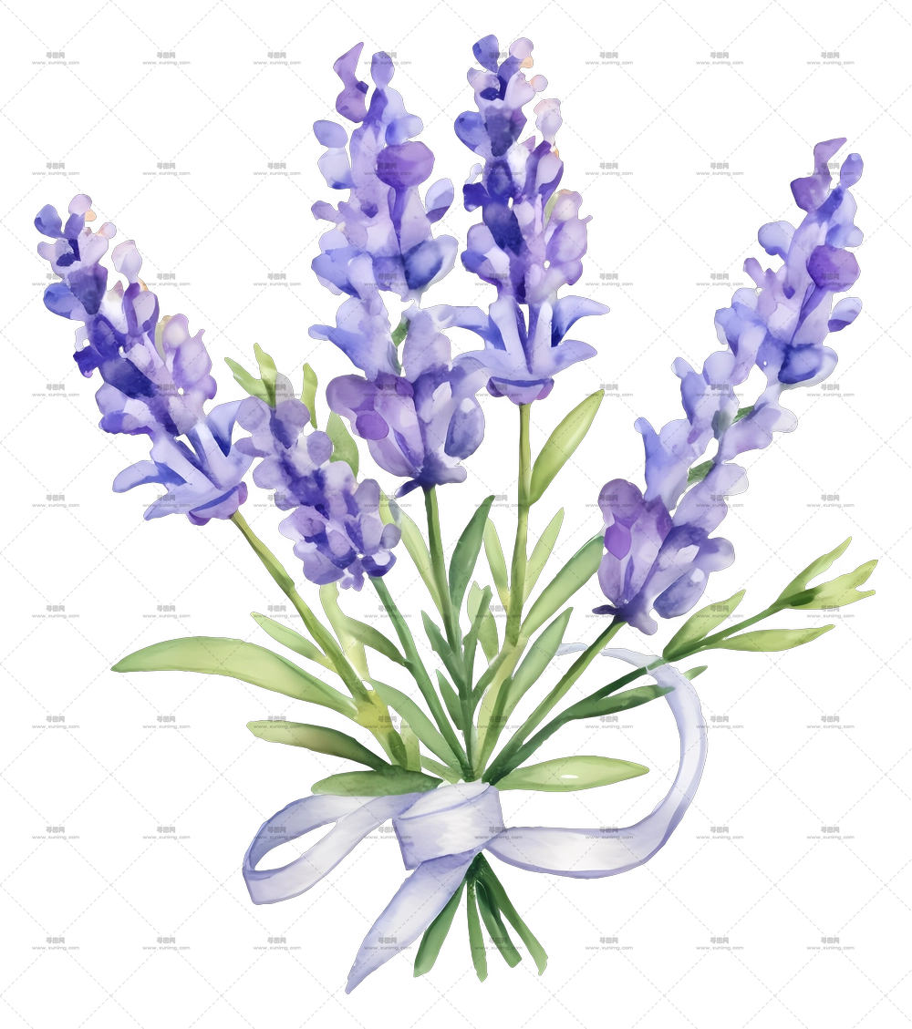 薰衣草花束 – 薰衣草花束插画PNG免抠图预览图