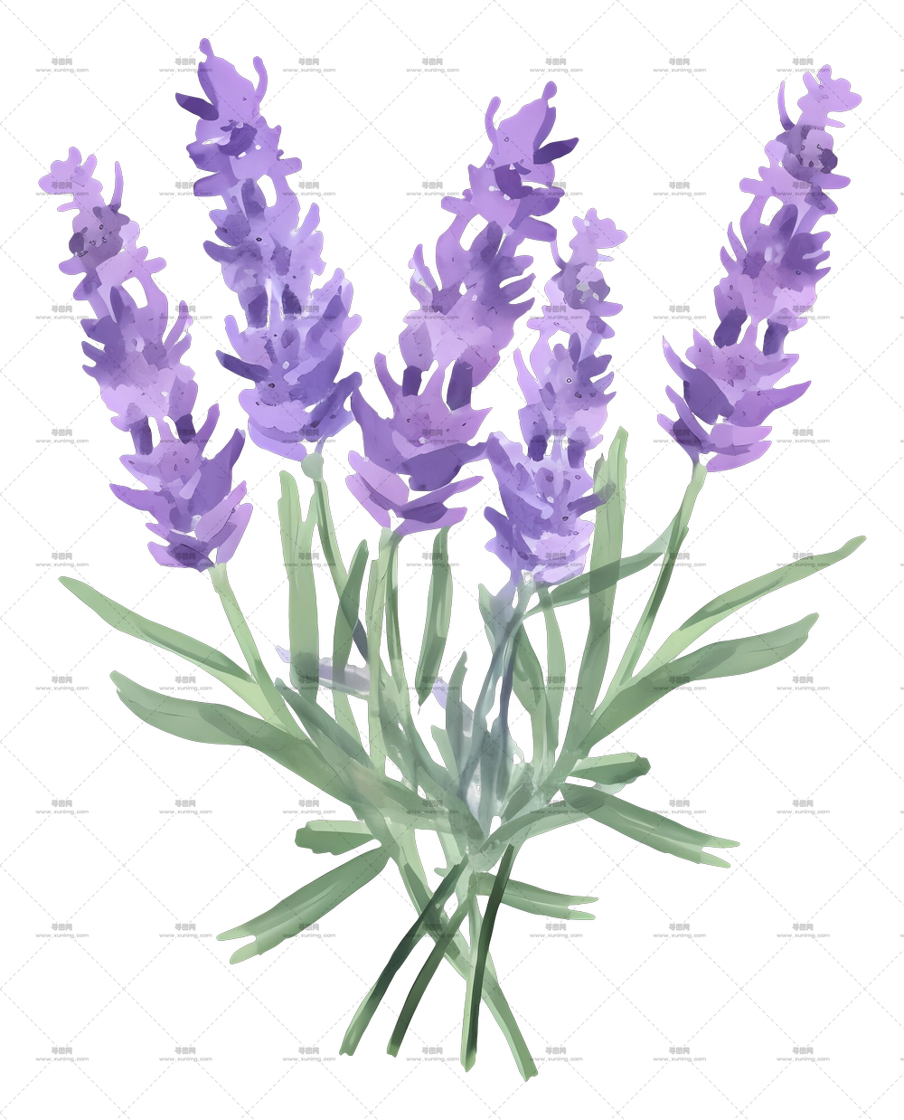 薰衣草花束 – 水彩薰衣草花插画PNG免抠图预览图