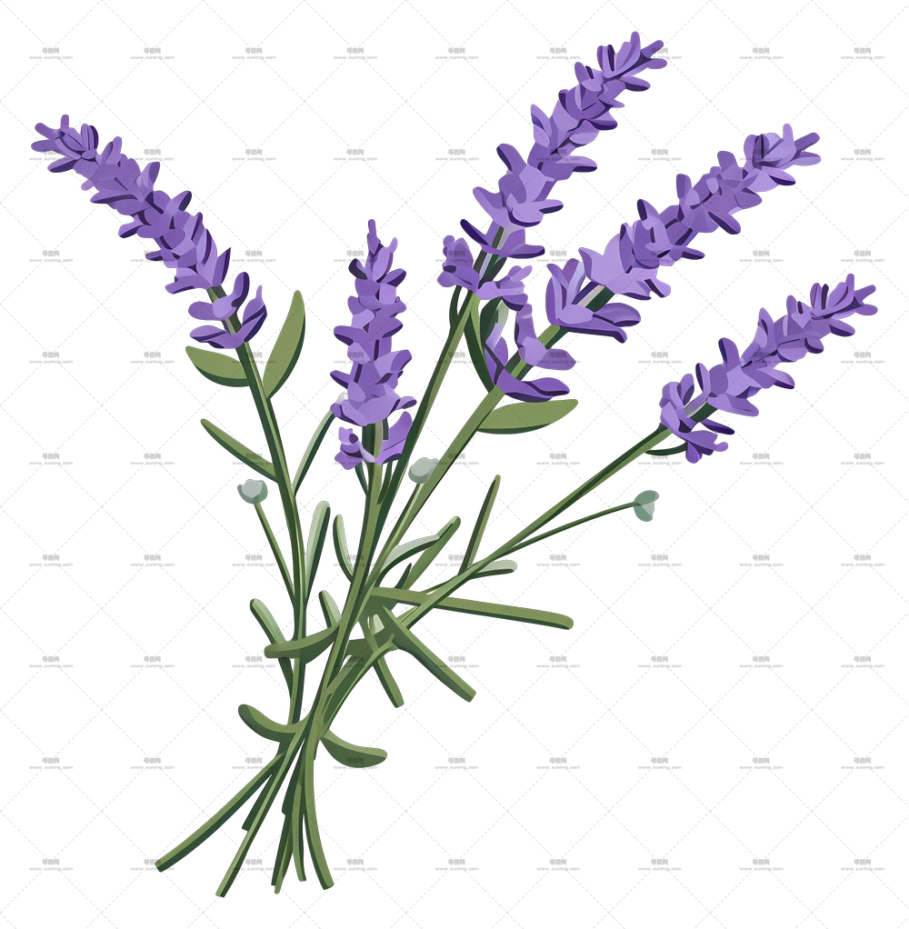 薰衣草花束 – 带有茎和叶的薰衣草花PNG免抠图预览图