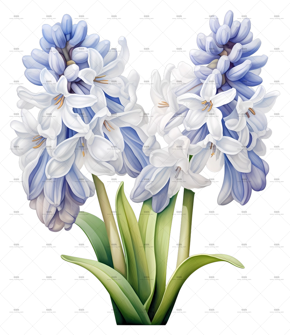 洋葱花娇嫩绽放PNG免抠图预览图