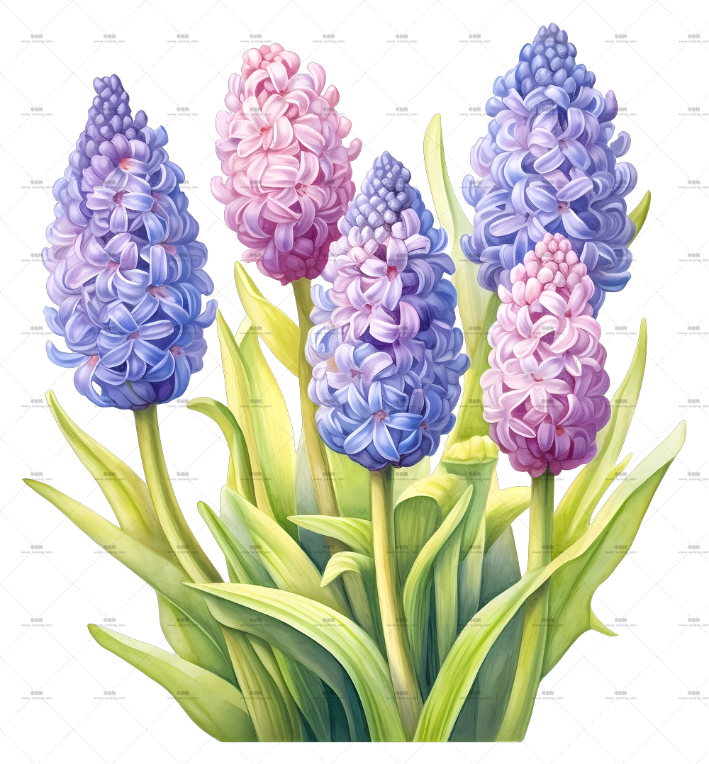 水仙花束 – 春季多色水仙花束PNG免抠图预览图