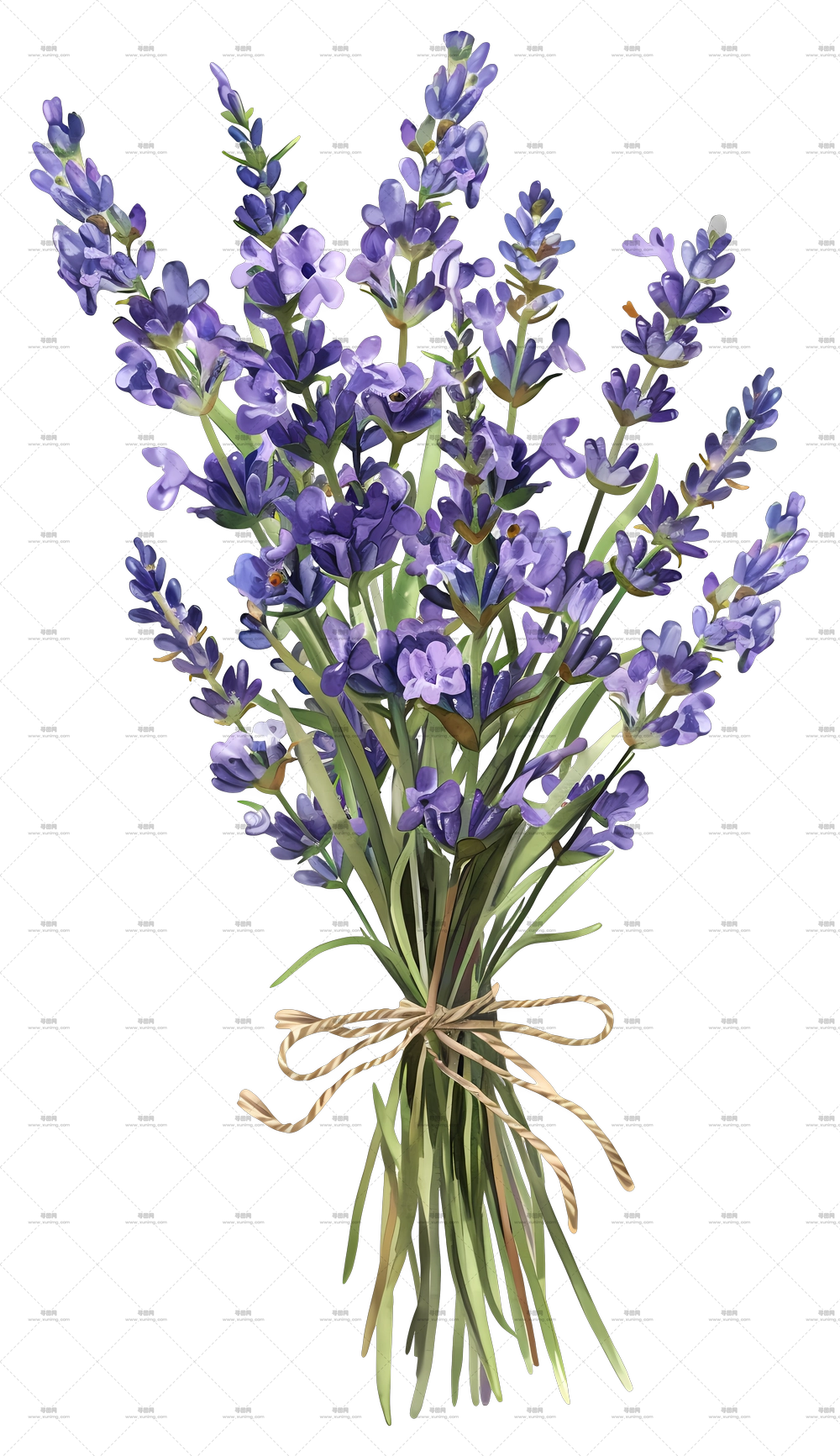 薰衣草花 – 紫色丝带薰衣草花束PNG免抠图预览图 薰衣草花 – 紫色丝带薰衣草花束PNG免抠图预览图