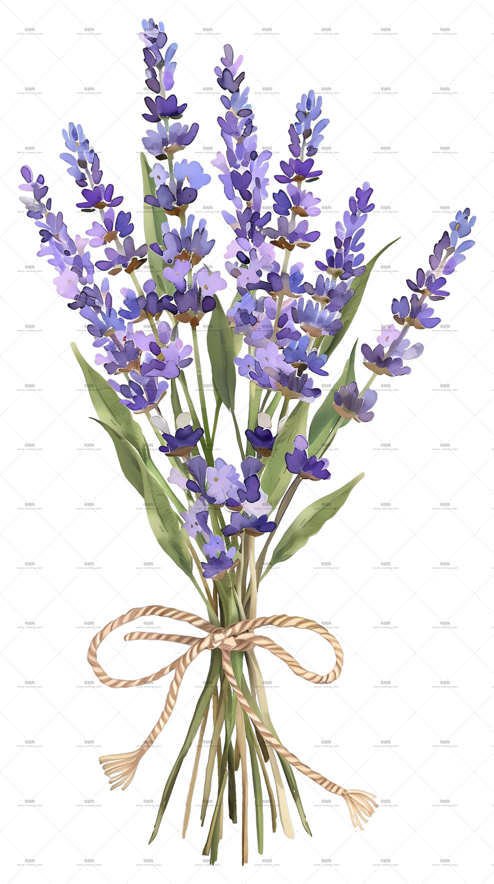 薰衣草花 – 线束薰衣草花束PNG免抠图预览图