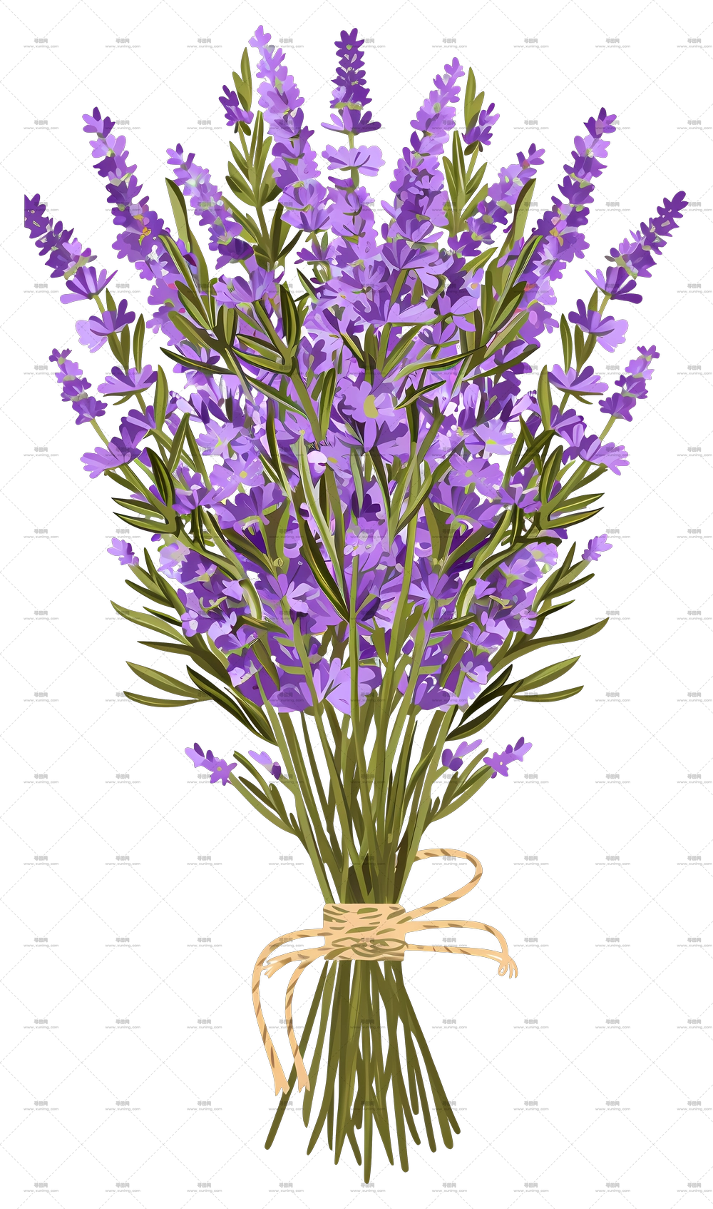 薰衣草花 – 用绳子系着的薰衣草花束PNG免抠图预览图
