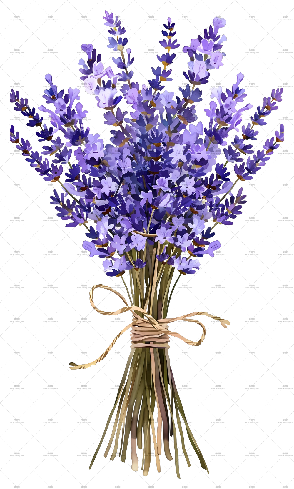 薰衣草花 – 薰衣草花束插画PNG免抠图预览图