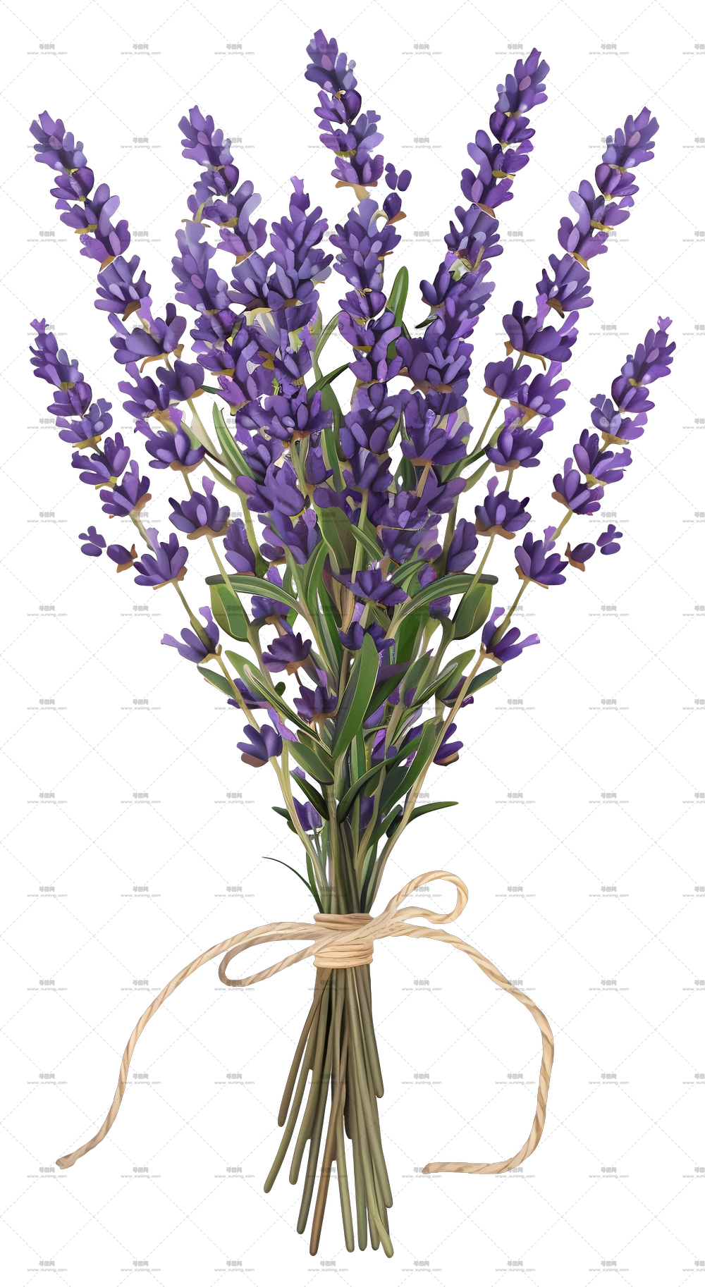 薰衣草花 – 新鲜薰衣草花束，天然香气PNG免抠图预览图
