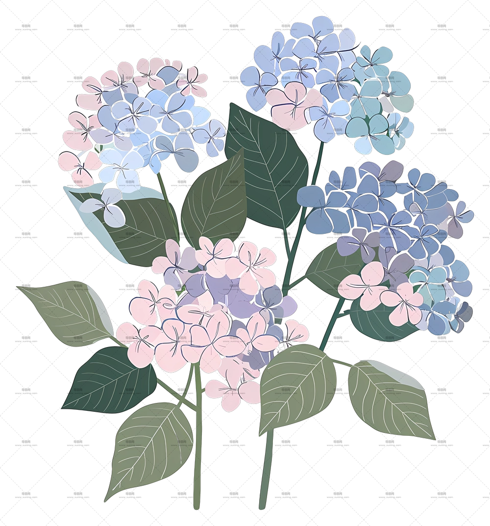 绣球花 – 绣球花束插画PNG免抠图预览图