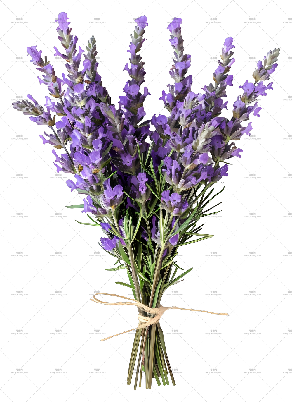 薰衣草 – 薰衣草花束插画PNG免抠图预览图