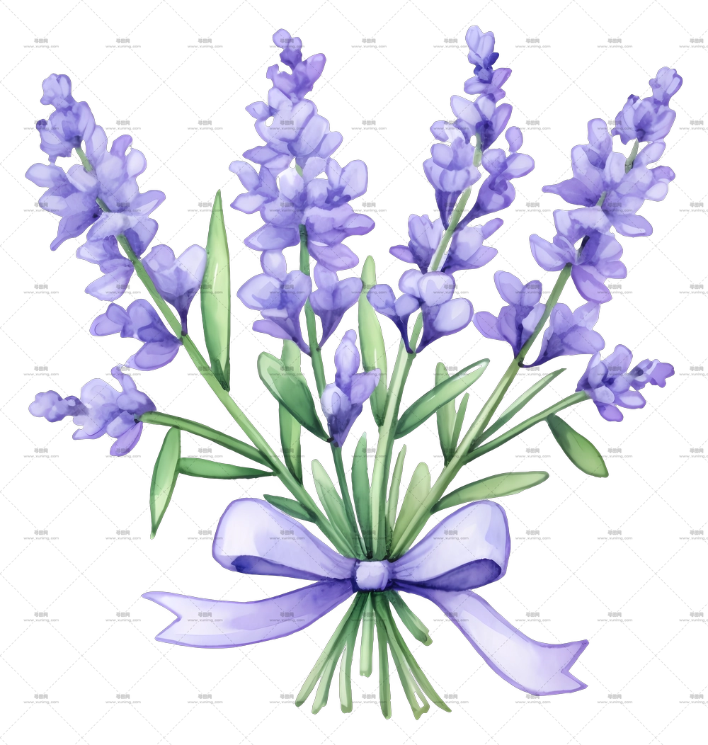 薰衣草花 – 带丝带的薰衣草花束PNG免抠图预览图