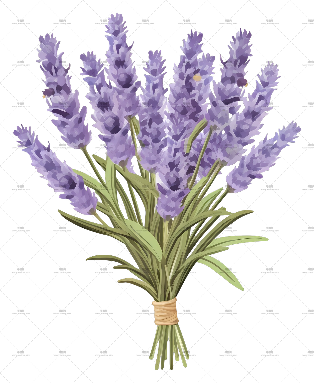 薰衣草花 – 优雅的薰衣草花束插画PNG免抠图预览图