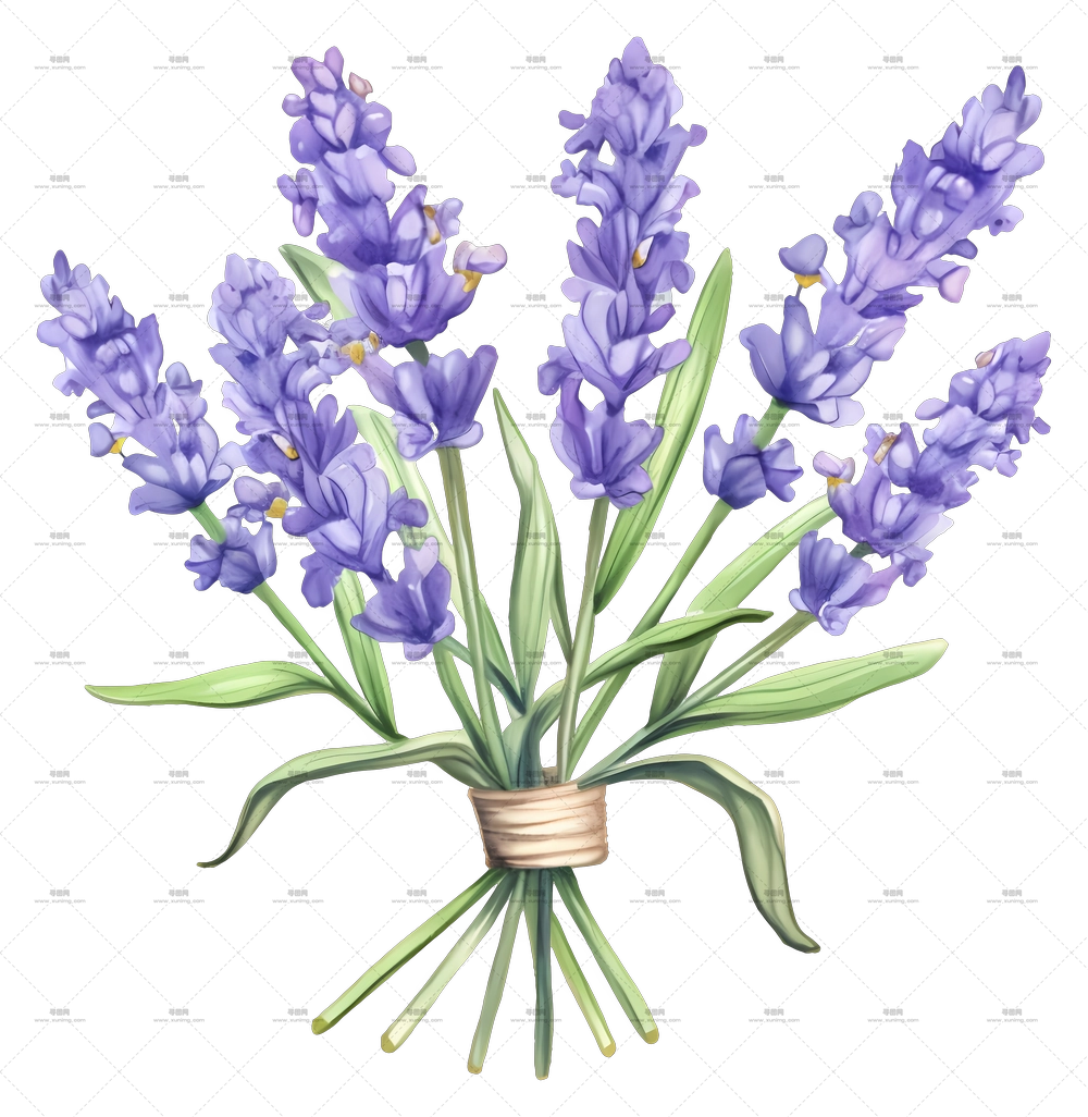 薰衣草 – 薰衣草花束插画PNG免抠图预览图