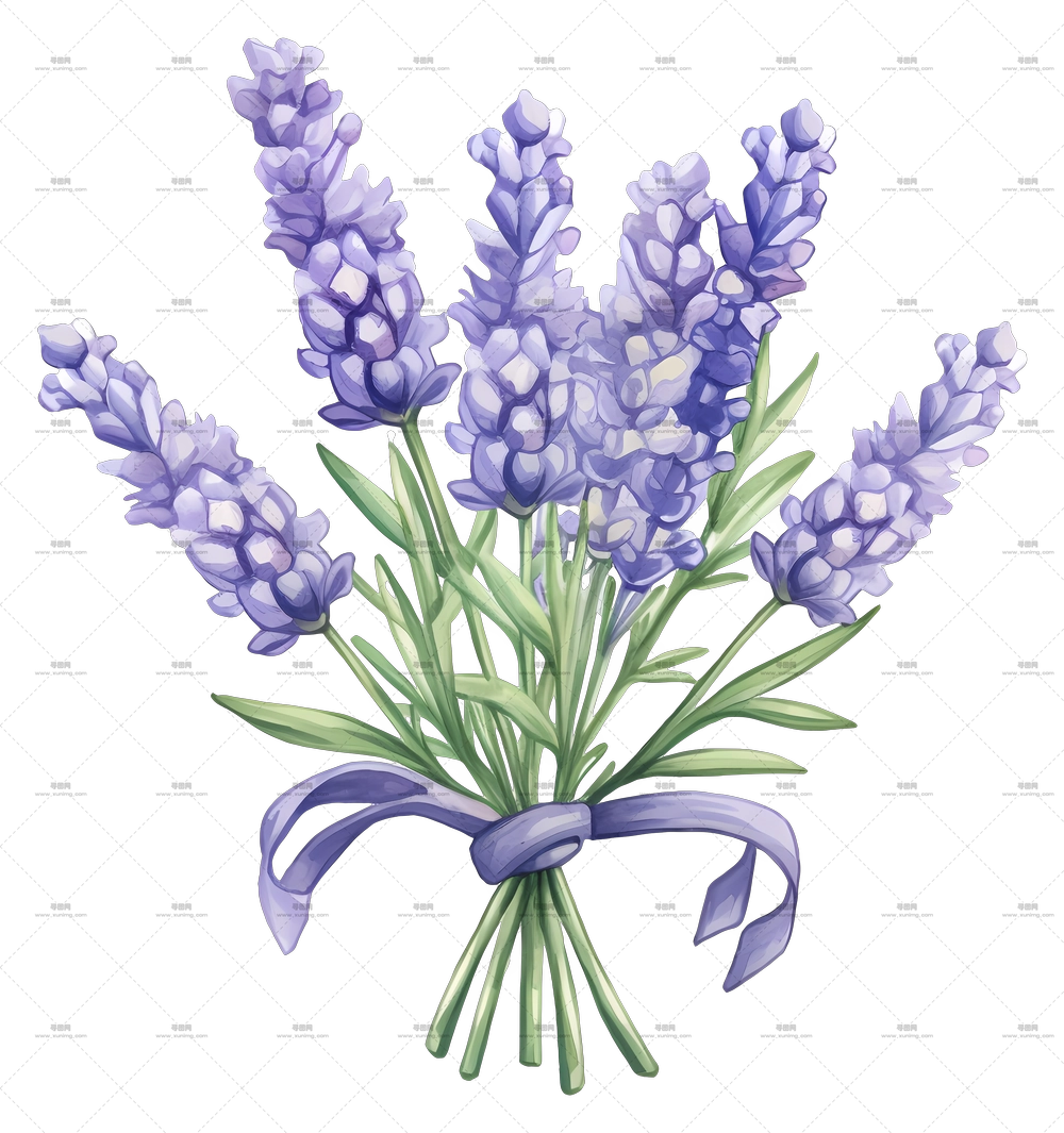 薰衣草花束 – 带丝带的薰衣草花束PNG免抠图预览图