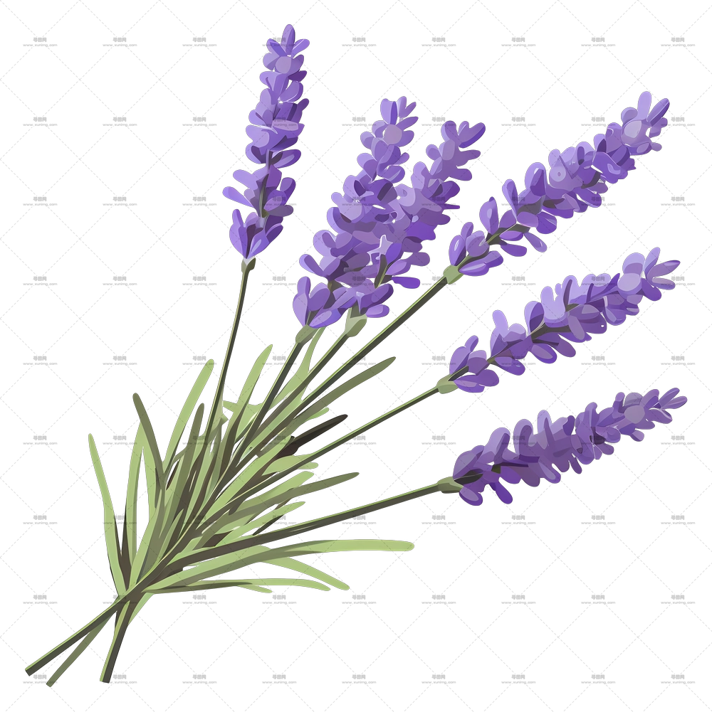 薰衣草 – 薰衣草花束插画PNG免抠图预览图