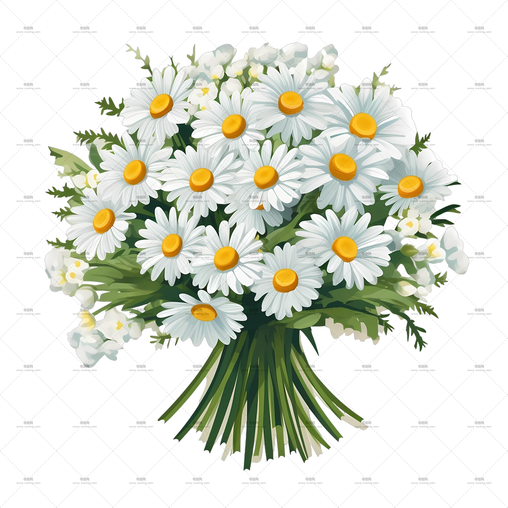 雏菊 – 新鲜雏菊束，白色花瓣PNG免抠图预览图
