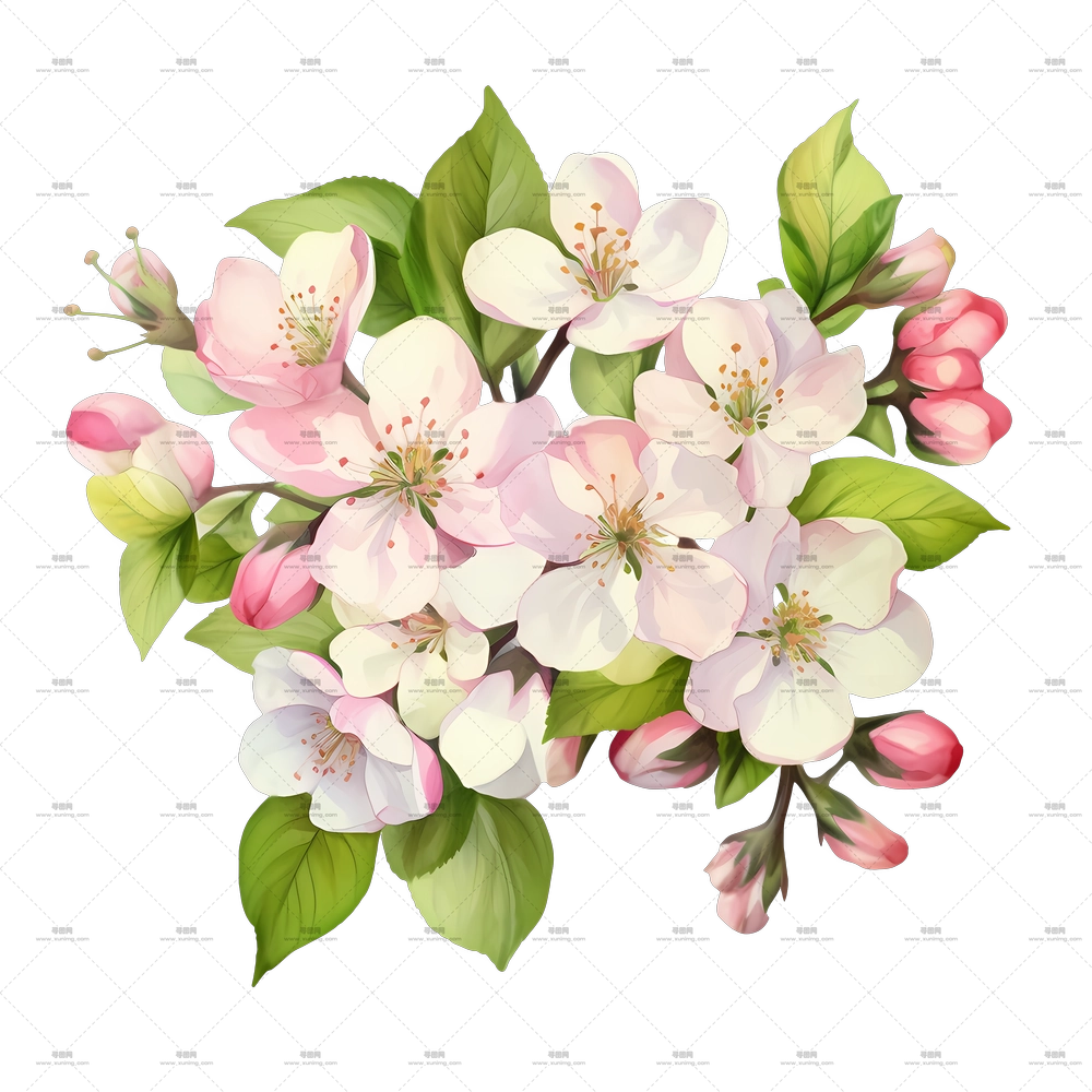 苹果花 – 精美的花朵束插画PNG免抠图预览图