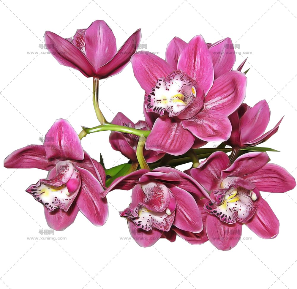 兰花束 – 精致的兰花花束PNG免抠图预览图