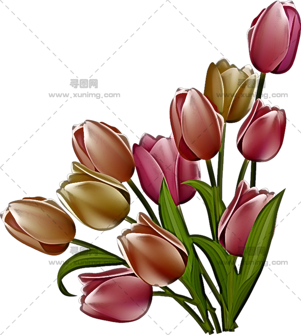 郁金香花束 – 美丽的郁金香花束插图PNG免抠图预览图