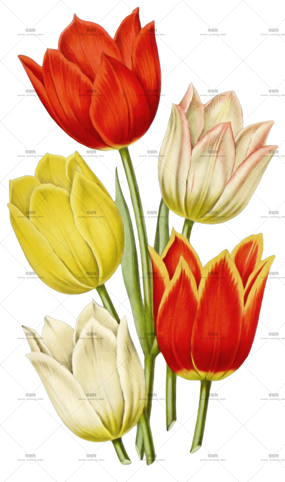 郁金香花束 – 红黄郁金香花束插图PNG免抠图预览图