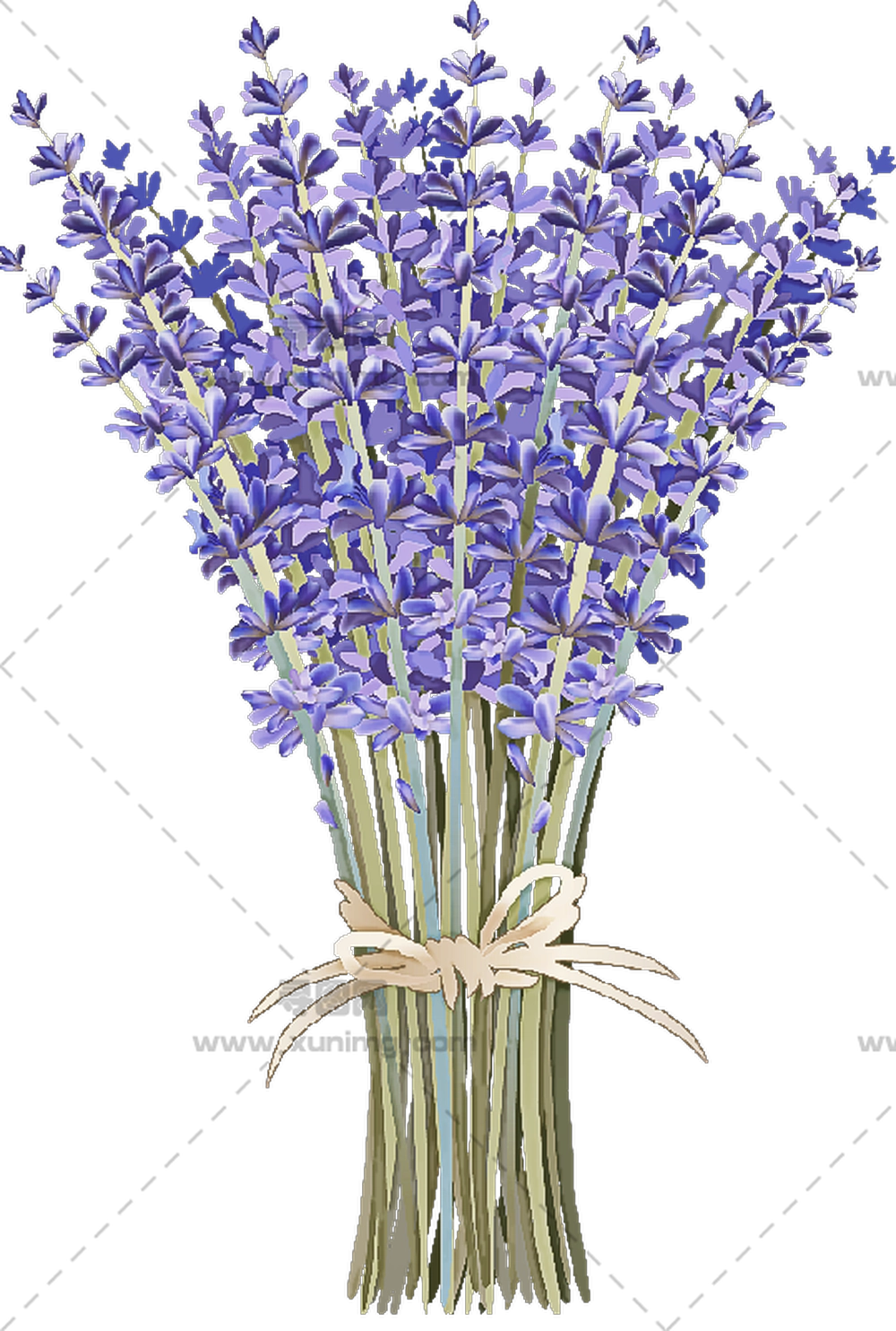 薰衣草花束 – 美丽的薰衣草花束PNG免抠图预览图