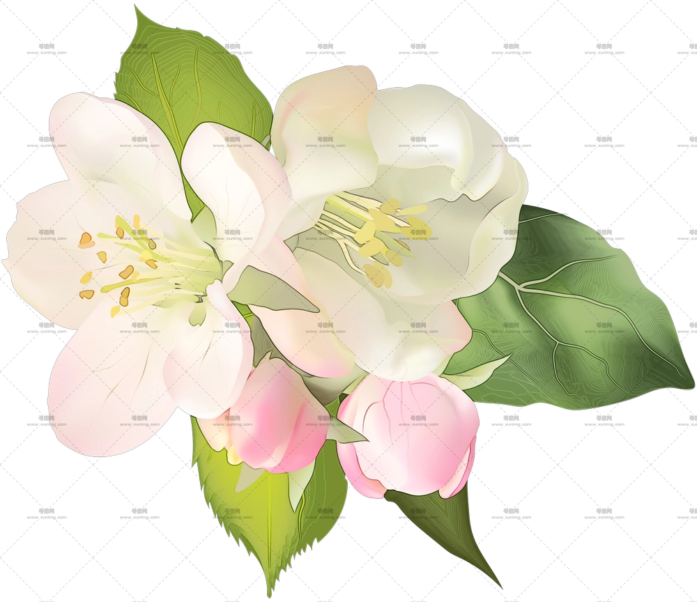 粉色和白色花束插画PNG免抠图预览图 粉色和白色花束插画PNG免抠图预览图