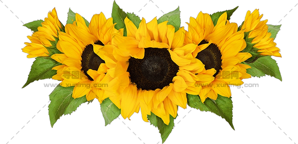 向日葵花束 – 明亮的向日葵花束插画PNG免抠图预览图