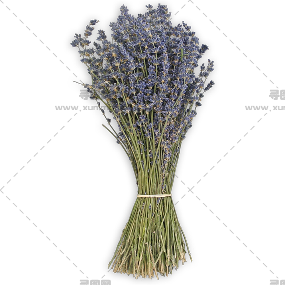 薰衣草花束 – 美丽的薰衣草花束PNG免抠图预览图