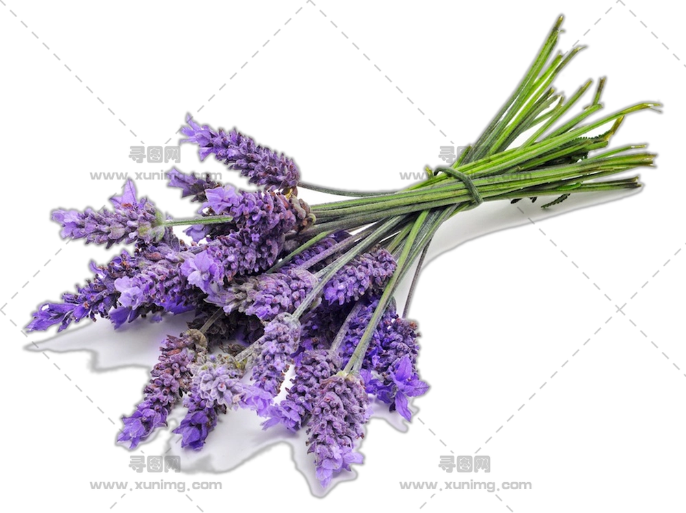 薰衣草花束 – 清新薰衣草花束，带有放松香气PNG免抠图预览图