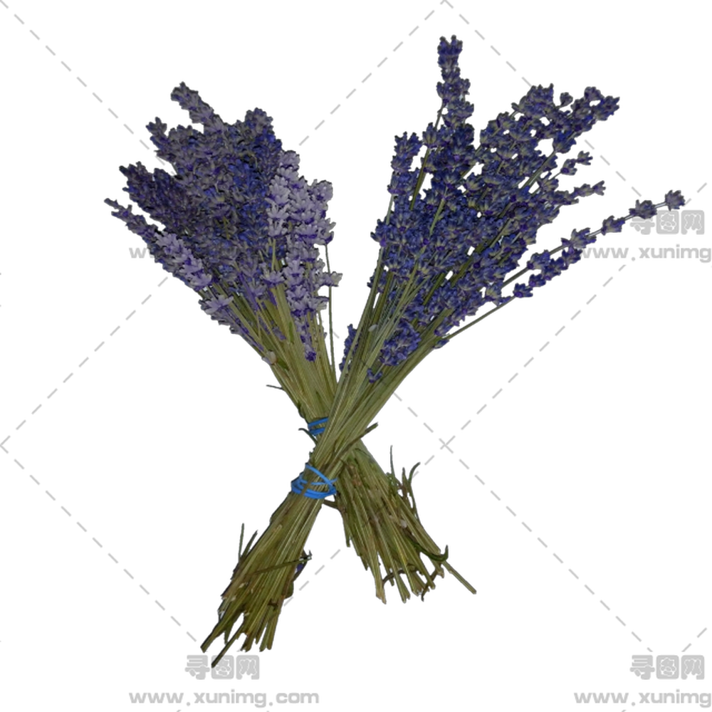 薰衣草花束 – 干燥薰衣草花束用于装饰PNG免抠图预览图