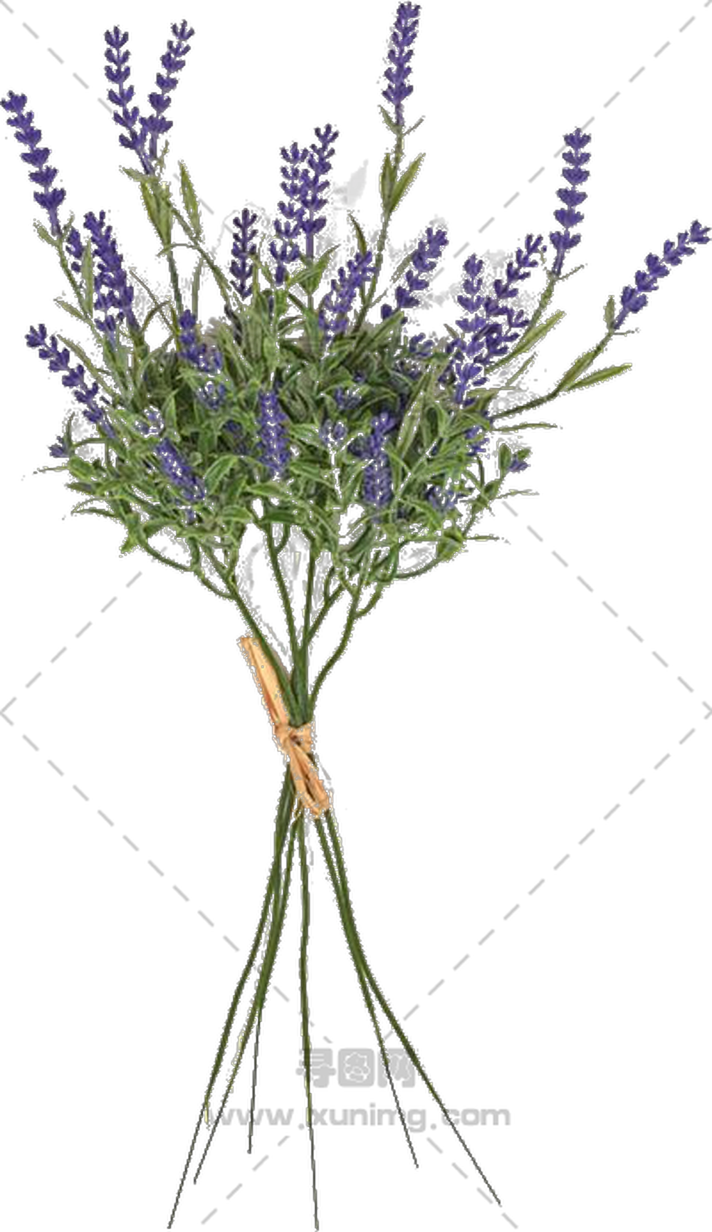 薰衣草花束 – 用绳子系着的薰衣草花束PNG免抠图预览图
