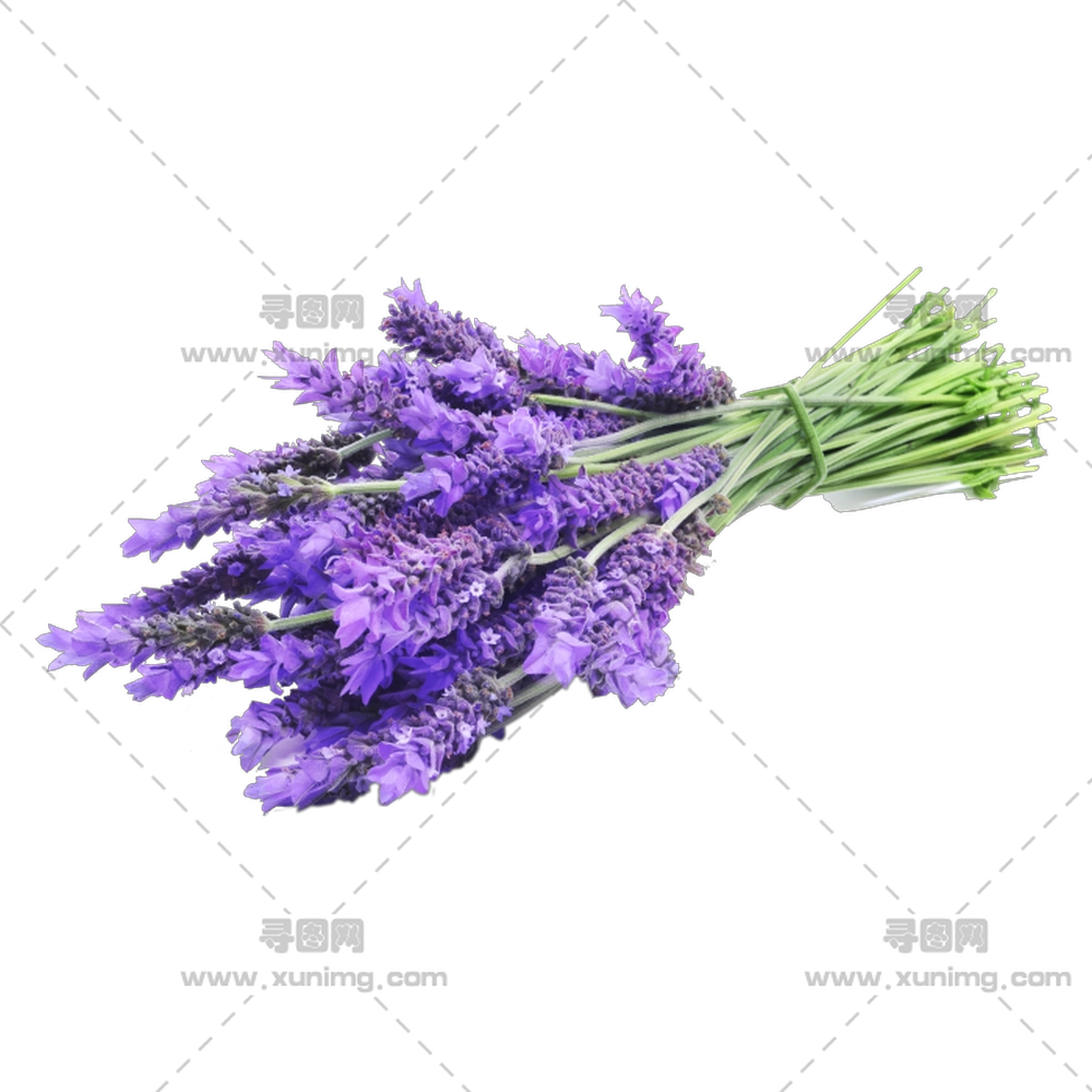 薰衣草花束 – 新鲜薰衣草花束PNG免抠图预览图