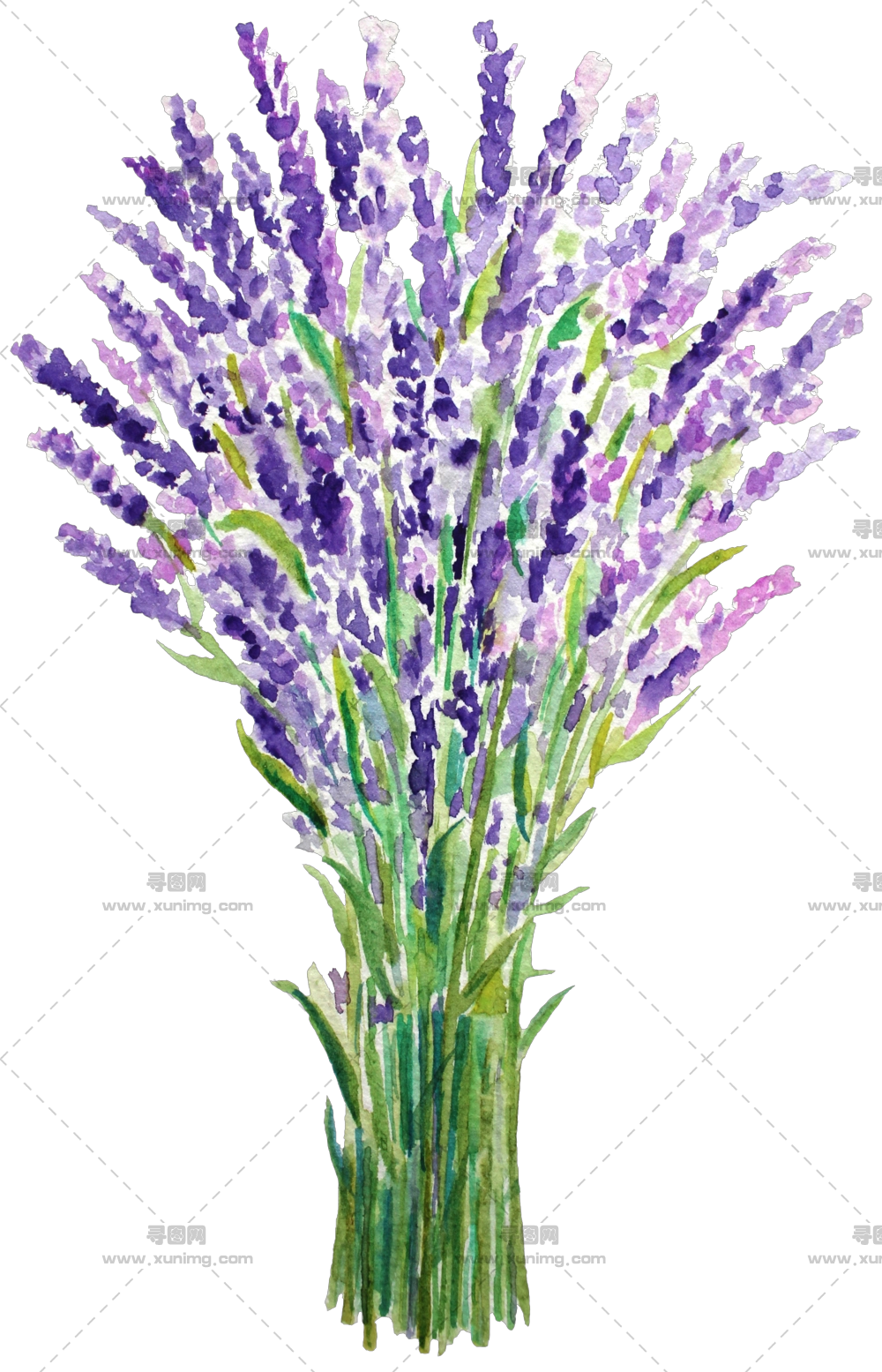 薰衣草花束 – 水彩薰衣草花束插画PNG免抠图预览图