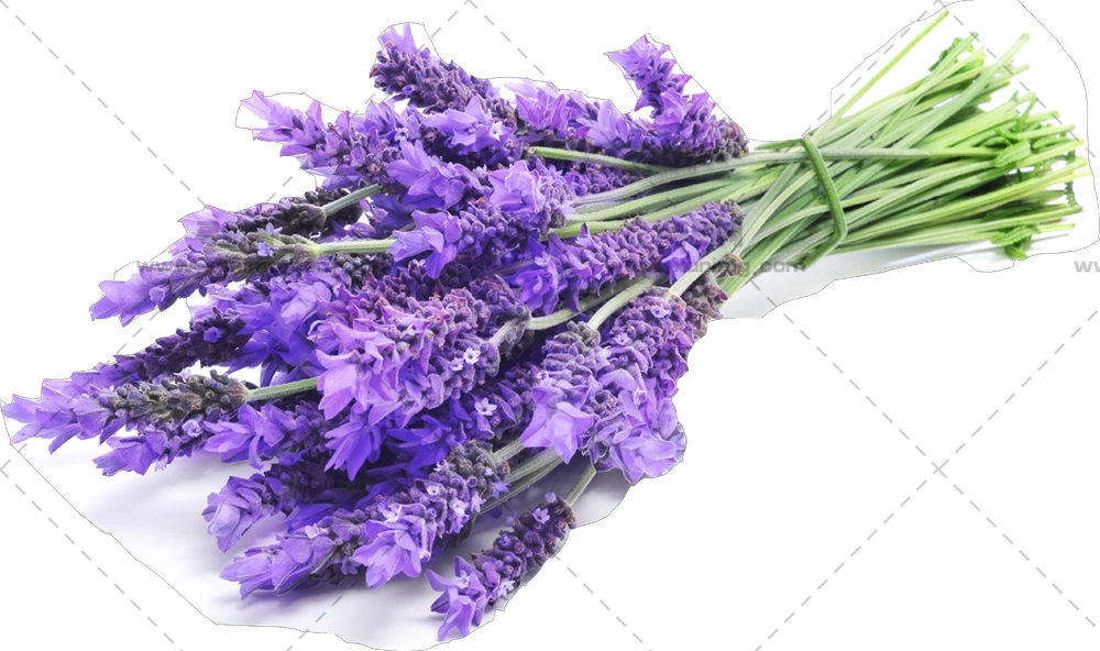 薰衣草花束 – 紫色花朵的薰衣草花束PNG免抠图预览图