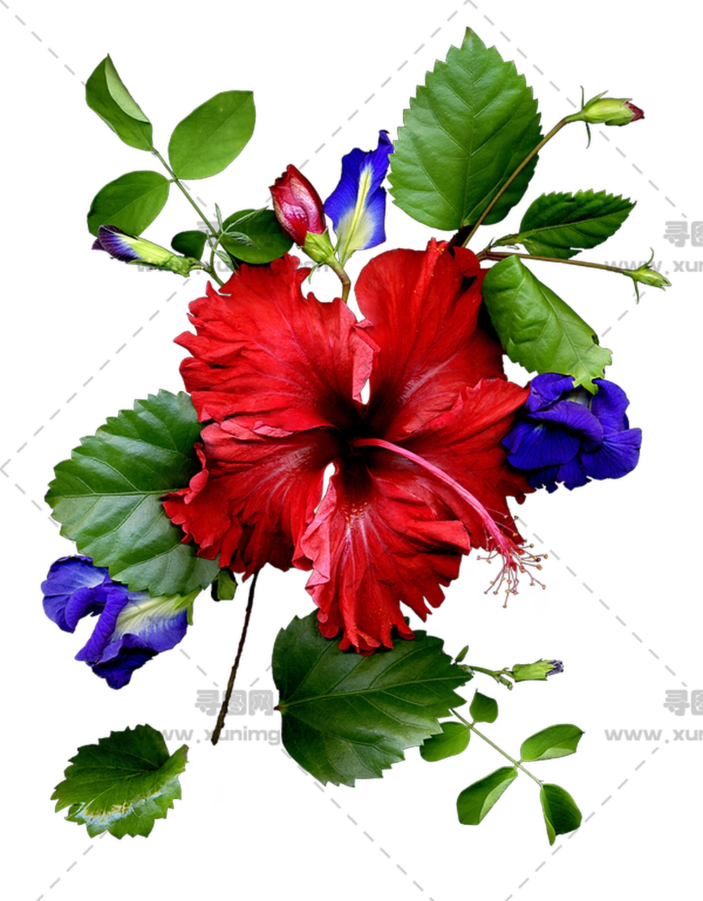 多彩花束PNG免抠图预览图