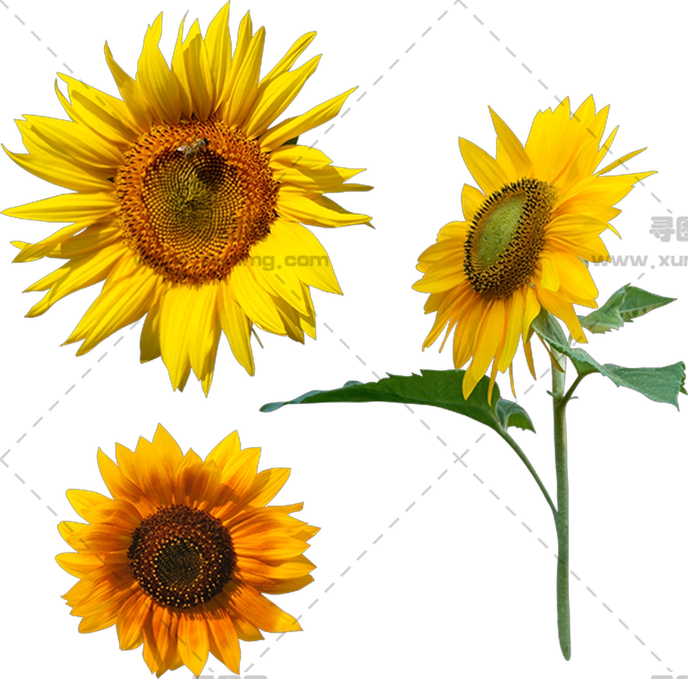 向日葵花束 – 美丽的向日葵展示明亮的黄色花瓣PNG免抠图预览图
