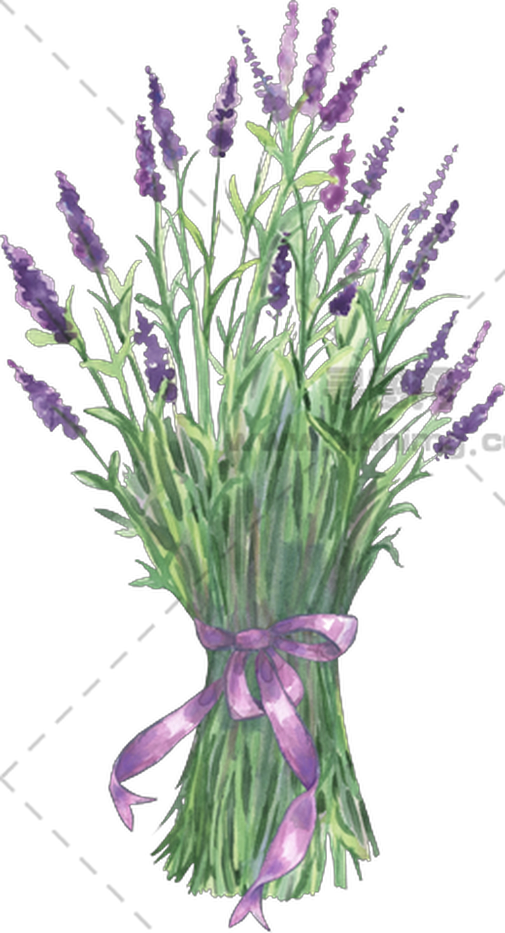 薰衣草花束 – 用于芳香装饰的薰衣草花束PNG免抠图预览图