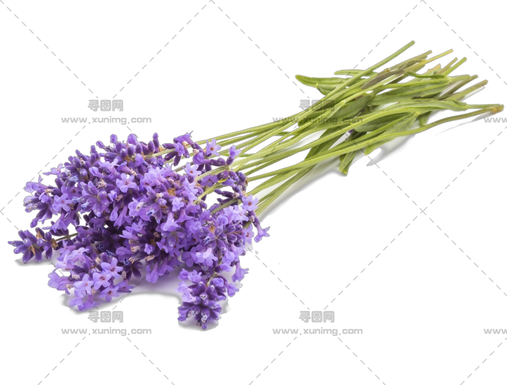薰衣草花束 – 紫色花朵的薰衣草花束PNG免抠图预览图