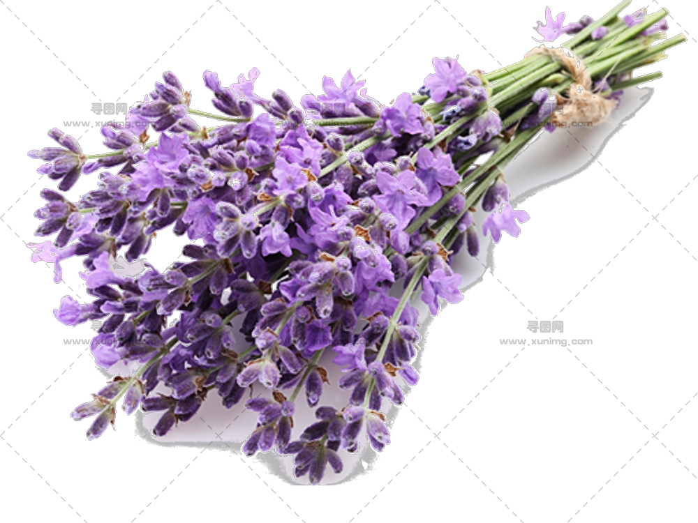 薰衣草花束 – 美丽的薰衣草花束PNG免抠图预览图