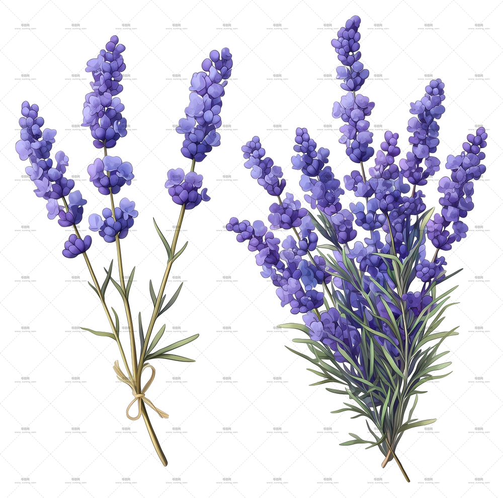 薰衣草花束 – 艺术设计中优雅的薰衣草花束PNG免抠图预览图