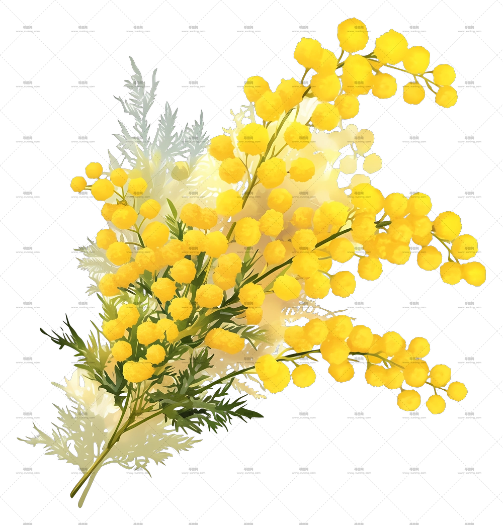 含羞草花 – 黄色含羞草花束插画PNG免抠图预览图