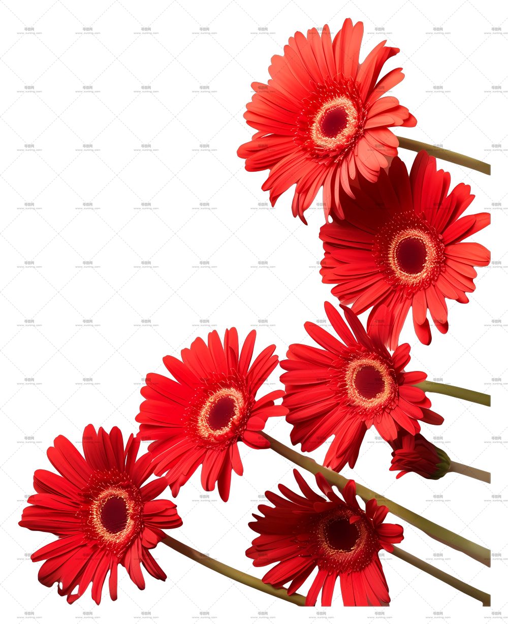 红色大丽花 – 明亮红色大丽花束PNG免抠图预览图