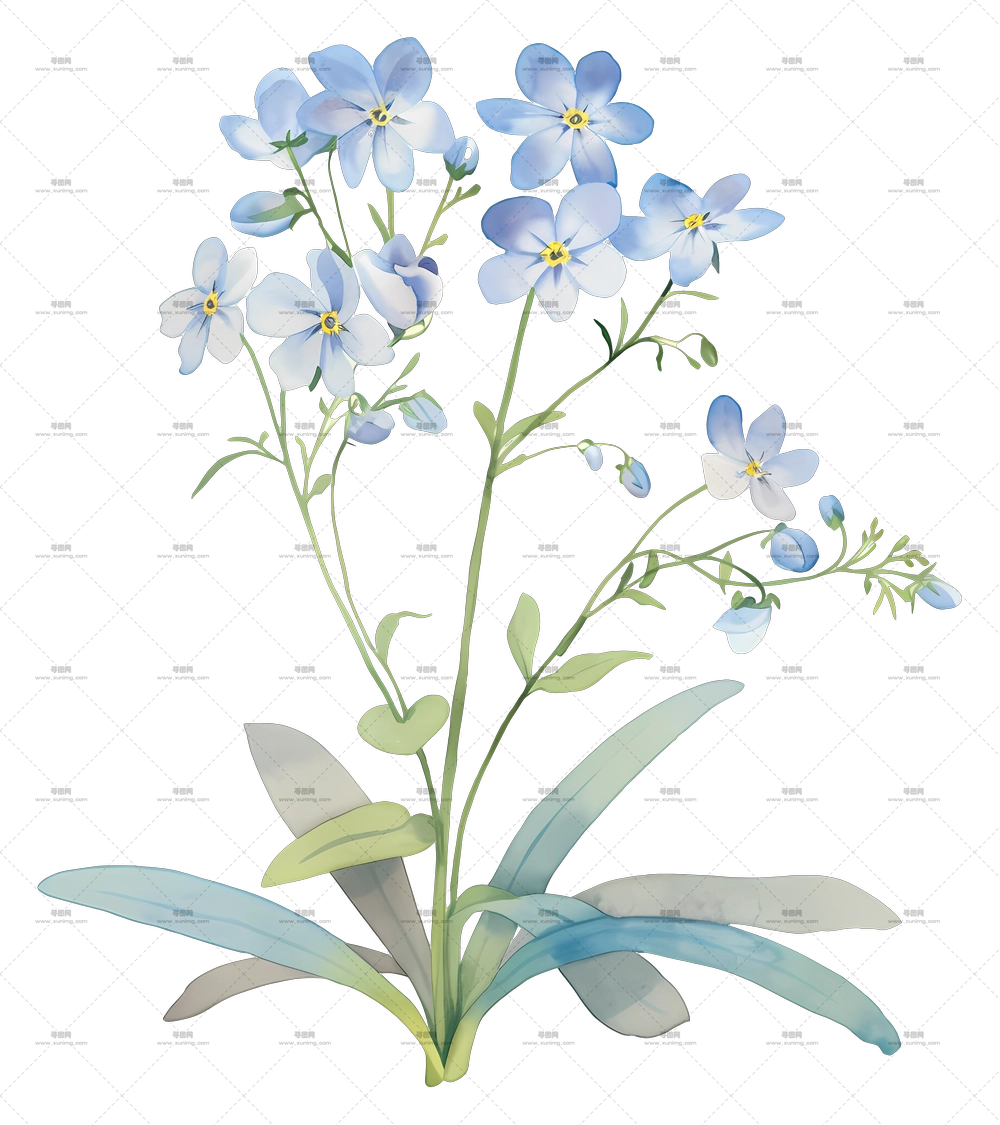 勿忘我花 – 水彩画中美丽的蓝色野生花卉插图PNG免抠图预览图