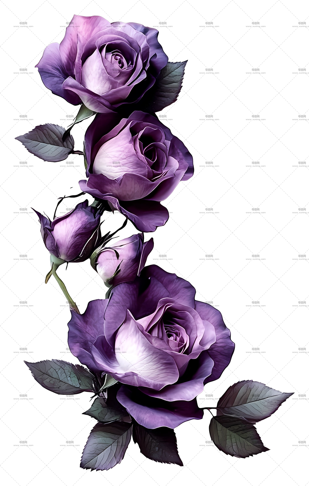 玫瑰 – 紫色玫瑰与叶子的花束PNG免抠图预览图 玫瑰 – 紫色玫瑰与叶子的花束PNG免抠图预览图