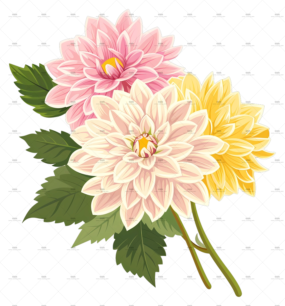 大丽花 – 鲜艳大丽花束插画PNG免抠图预览图
