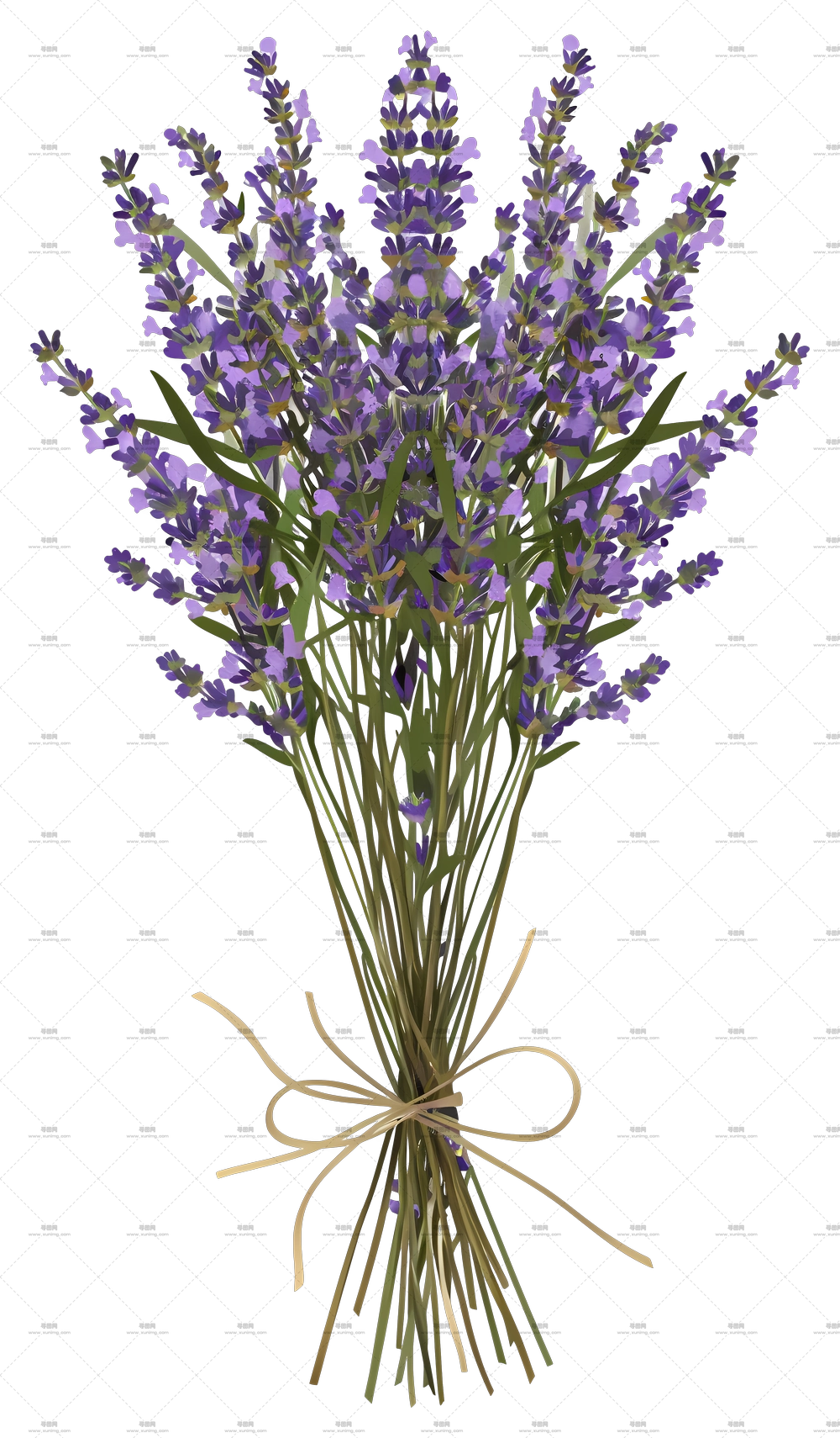 薰衣草花 – 紫色薰衣草花束PNG免抠图预览图