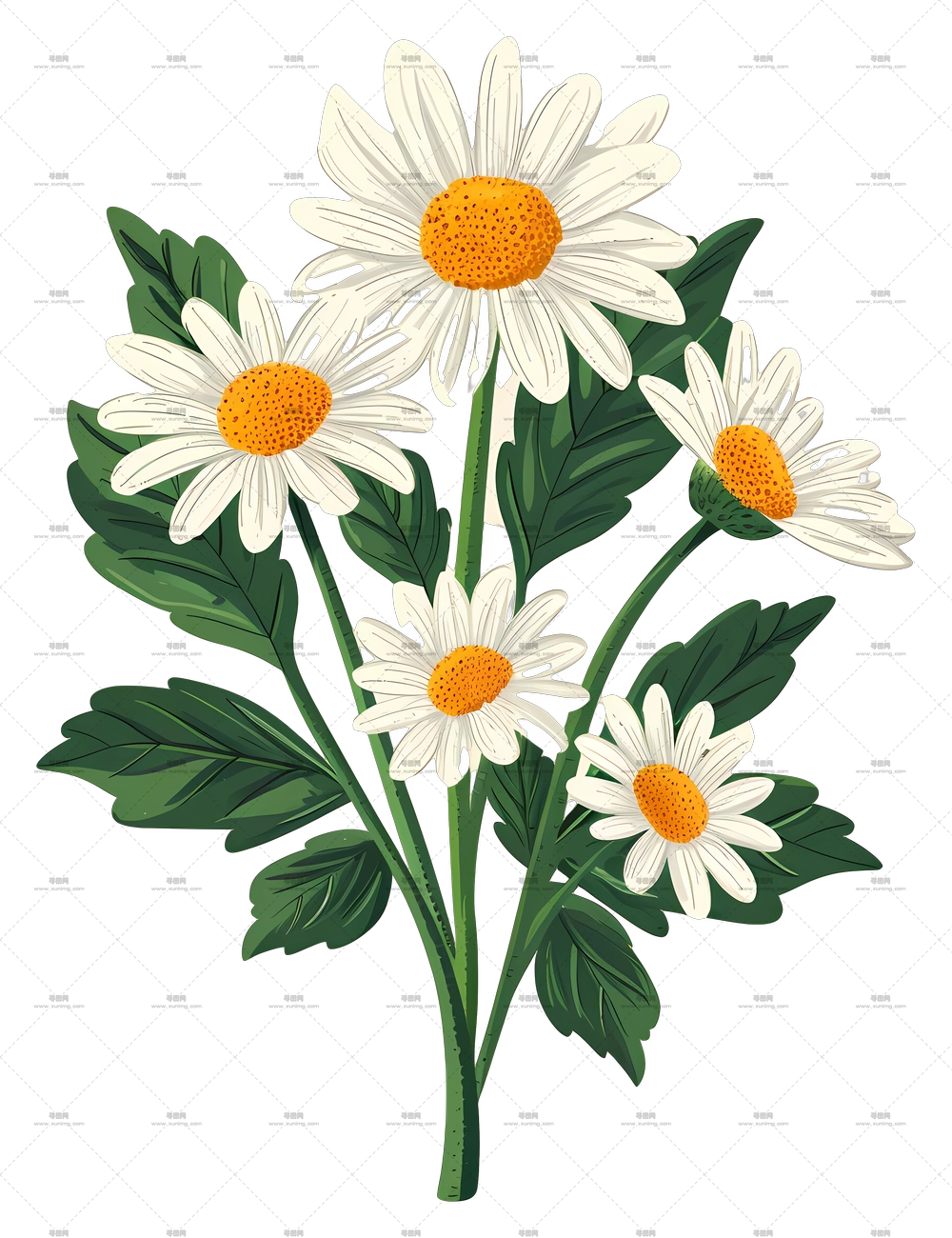 雏菊花 – 白色雏菊花束插画PNG免抠图预览图