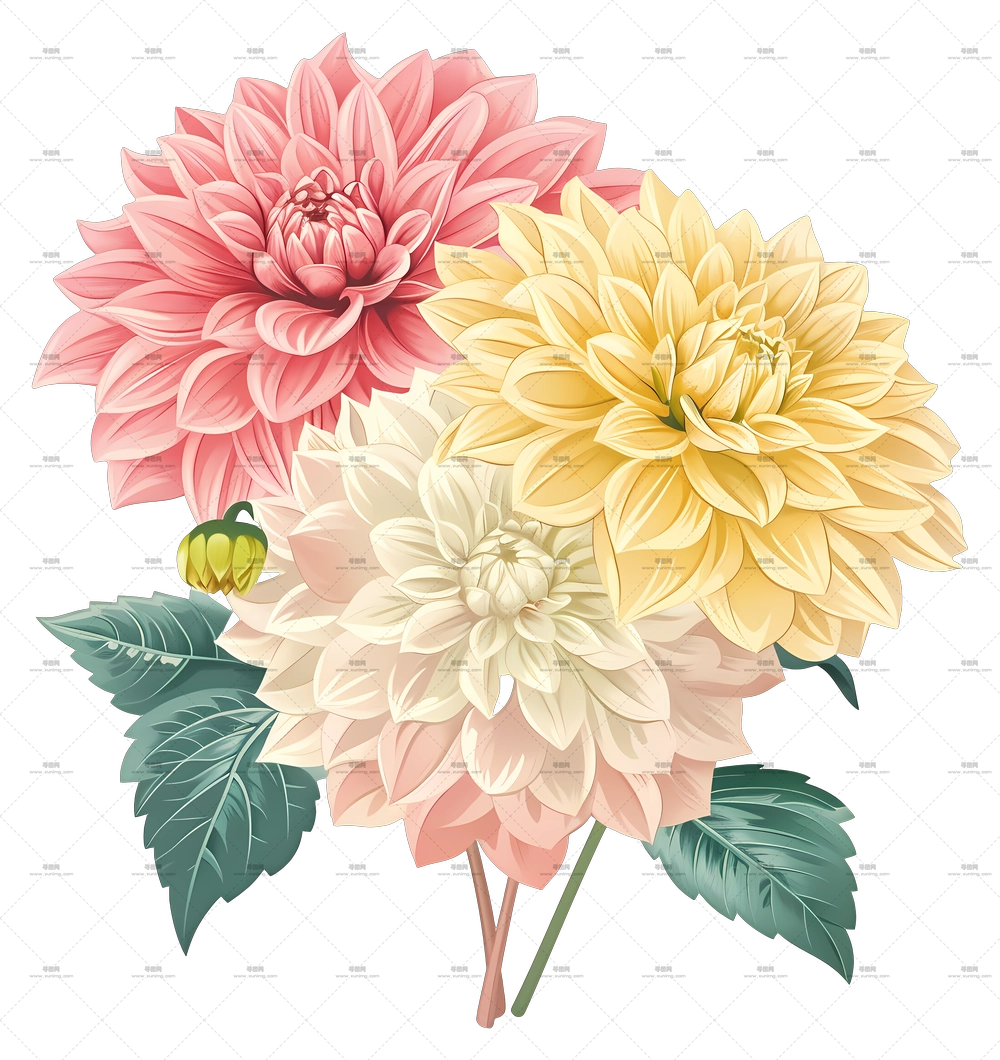 大丽花 – 大丽花束水彩插画PNG免抠图预览图